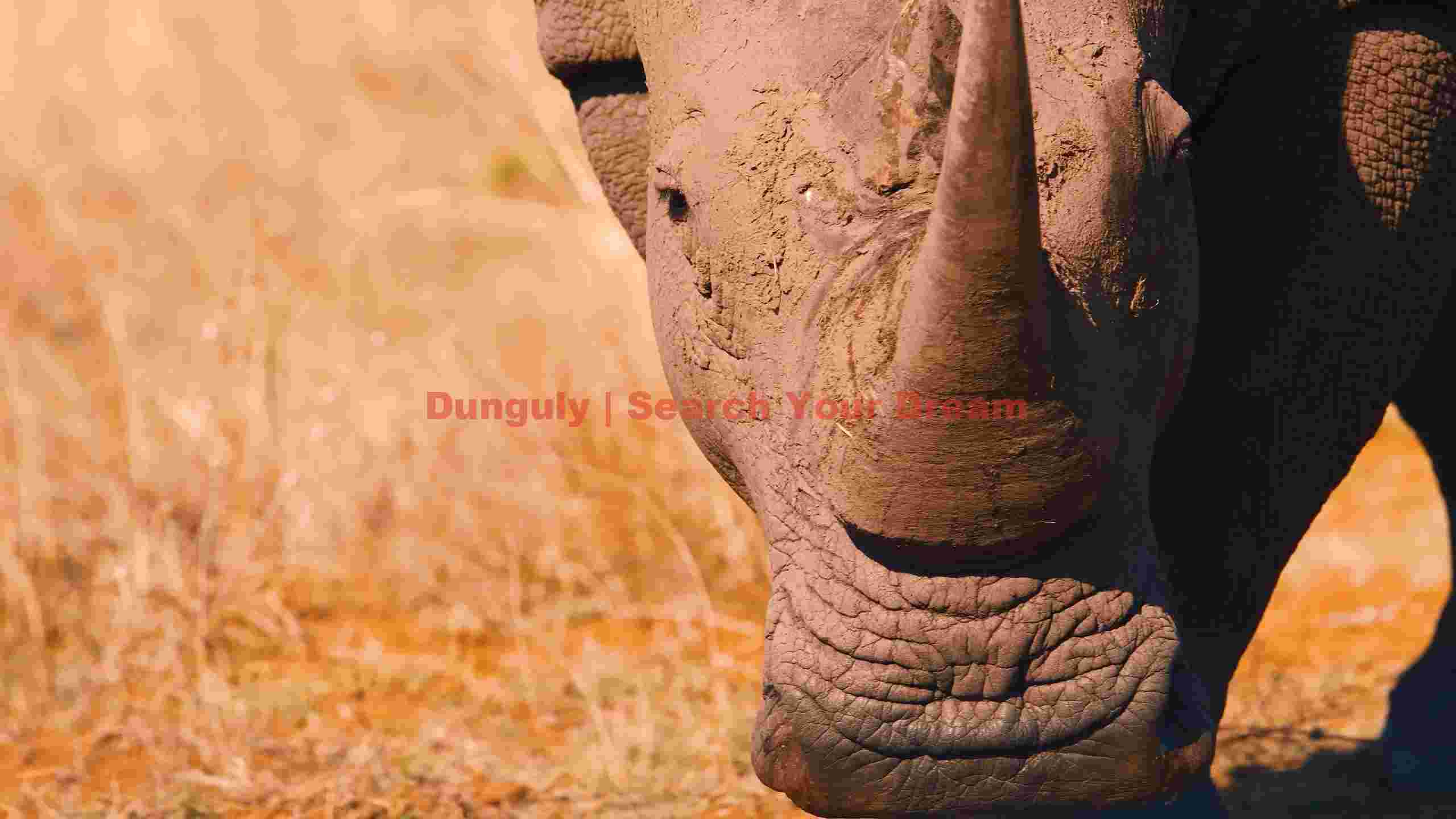 majestic rhino portrait in golden savannah majestic rhino portrait in golden savannah