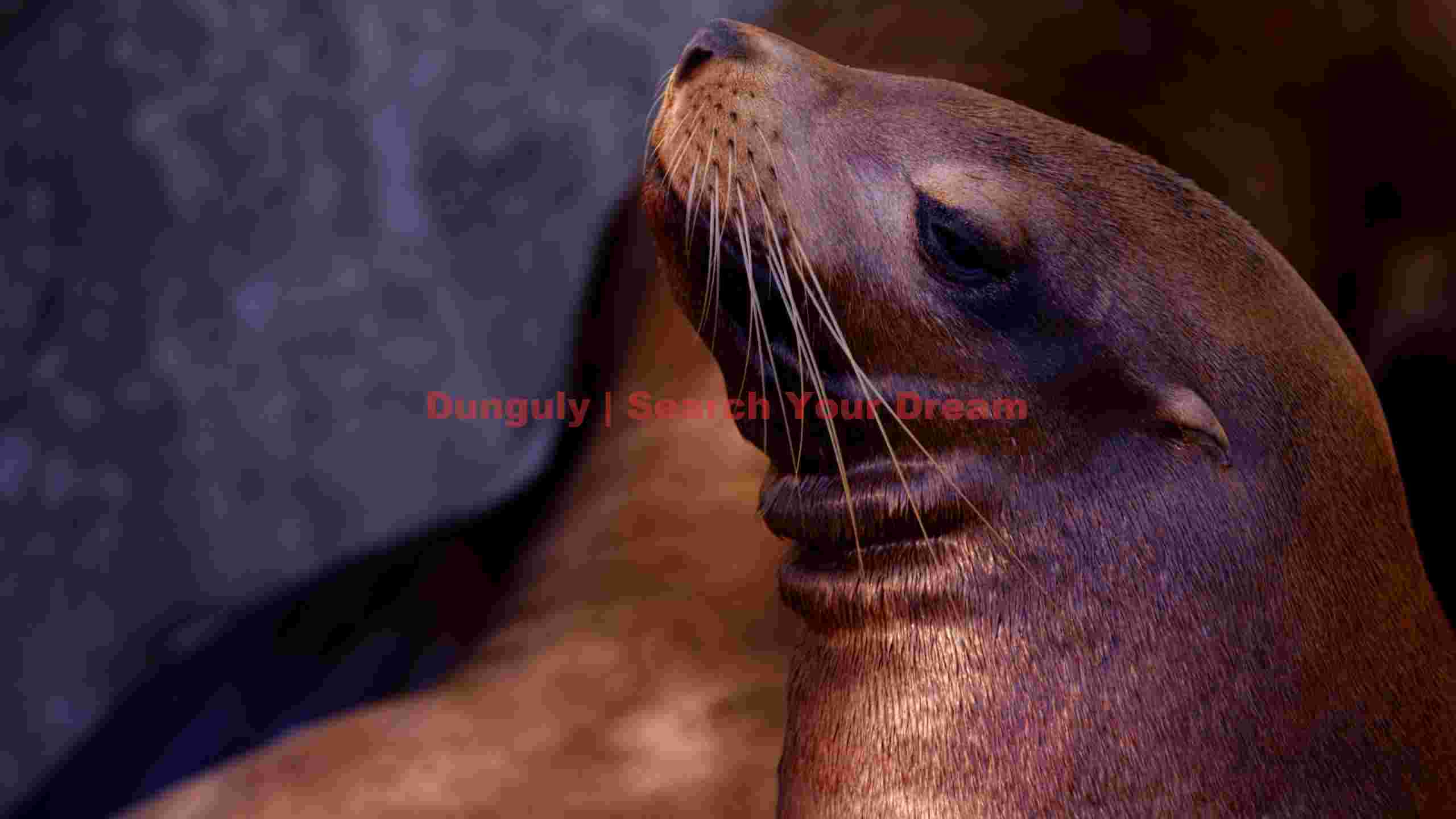 majestic sea lions upward gaze majestic sea lions upward gaze