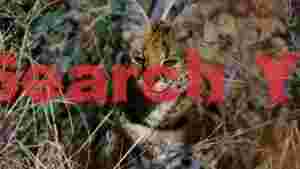 majestic serval cat in wild grass