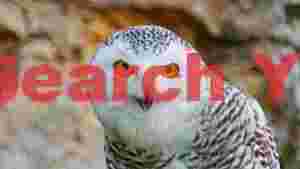 At Home majestic snowy owl portrait