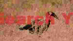 majestic southern ground hornbill in golden savanna