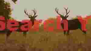 majestic stags silhouette at golden hour