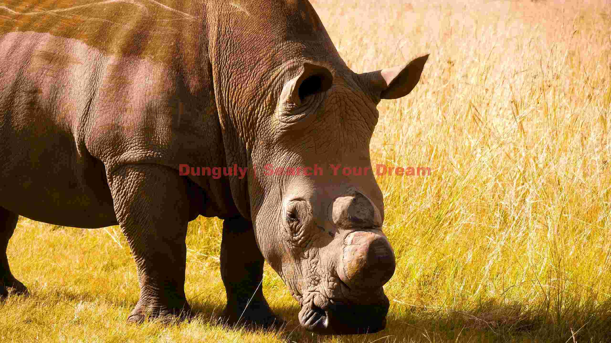 majestic white rhino grazing majestic white rhino grazing