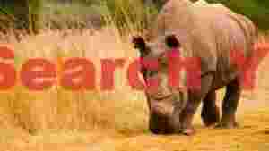 majestic white rhinoceros grazing in golden savanna