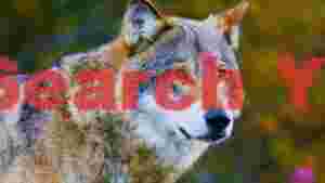 majestic wild wolf portrait 1
