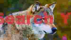 majestic wild wolf portrait
