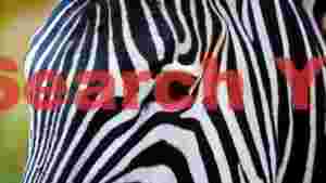 At Home majestic zebra eye a close up of natures stripes