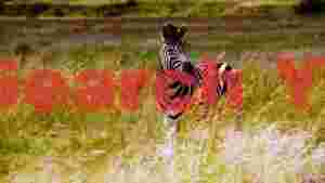 At Home majestic zebra in golden savanna grass