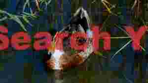 At Home mallard duck amidst reeds