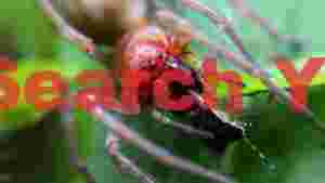 At Home natures grip red spider predation