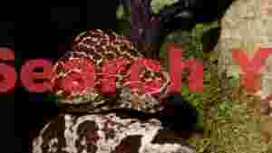 nocturnal patterned snake on moss