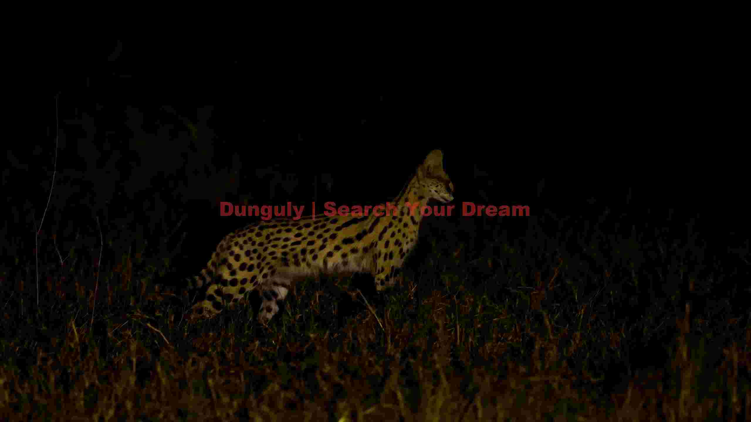nocturnal serval hunter of the night nocturnal serval hunter of the night