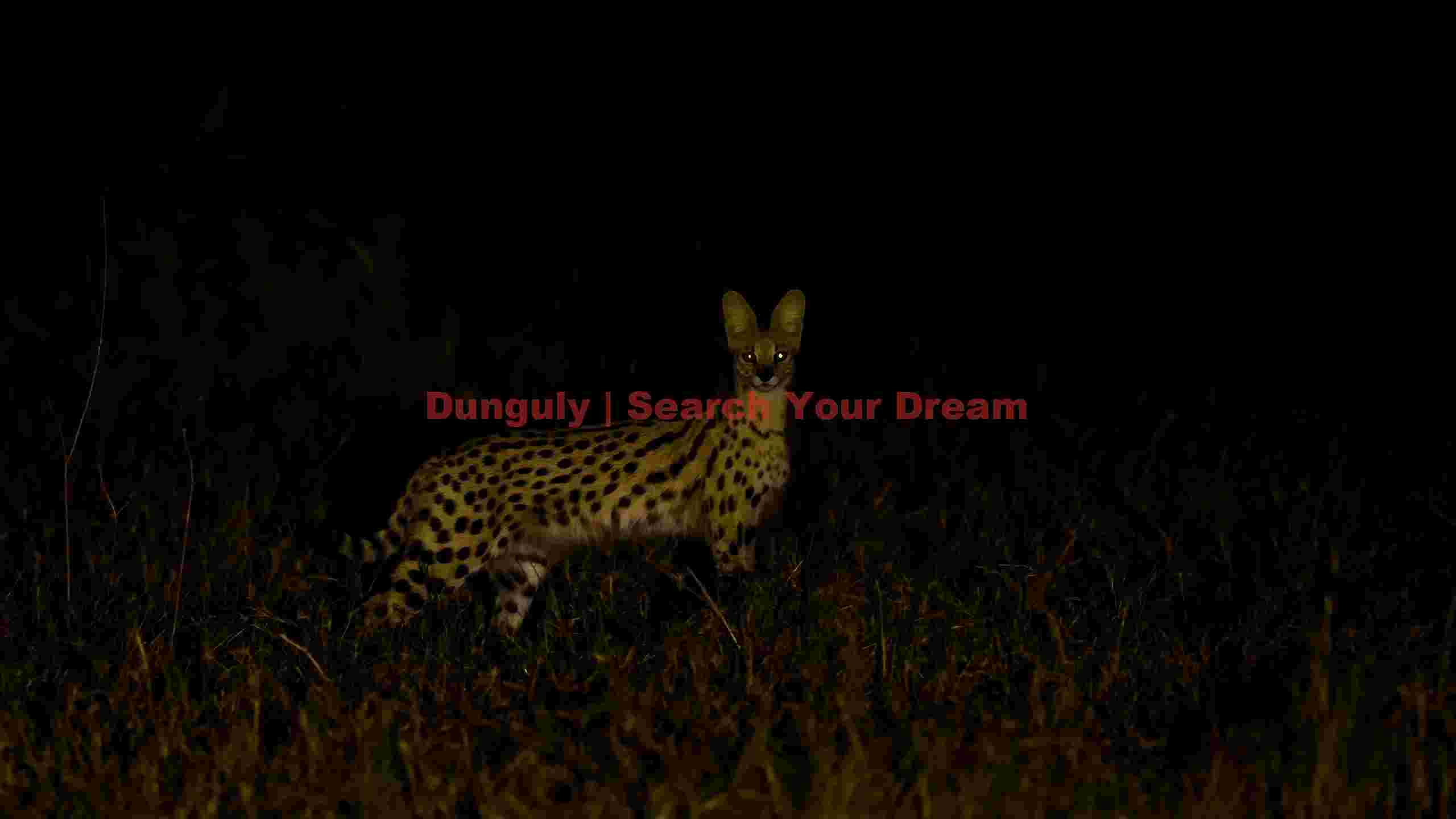 nocturnal servals piercing gaze nocturnal servals piercing gaze