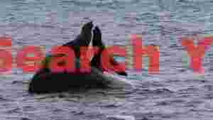 ocean conversation fur seals