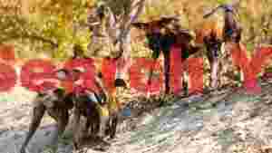 At Home painted wolves african wild dog social scene
