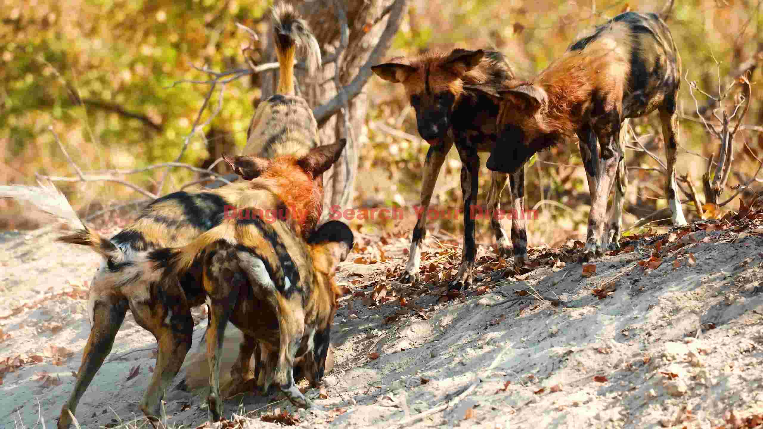 painted wolves african wild dog social scene painted wolves african wild dog social scene