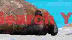 peaceful elephant seal on shore