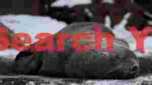 peaceful fur seal slumber on snow