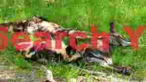 At Home peaceful siesta of african wild dogs