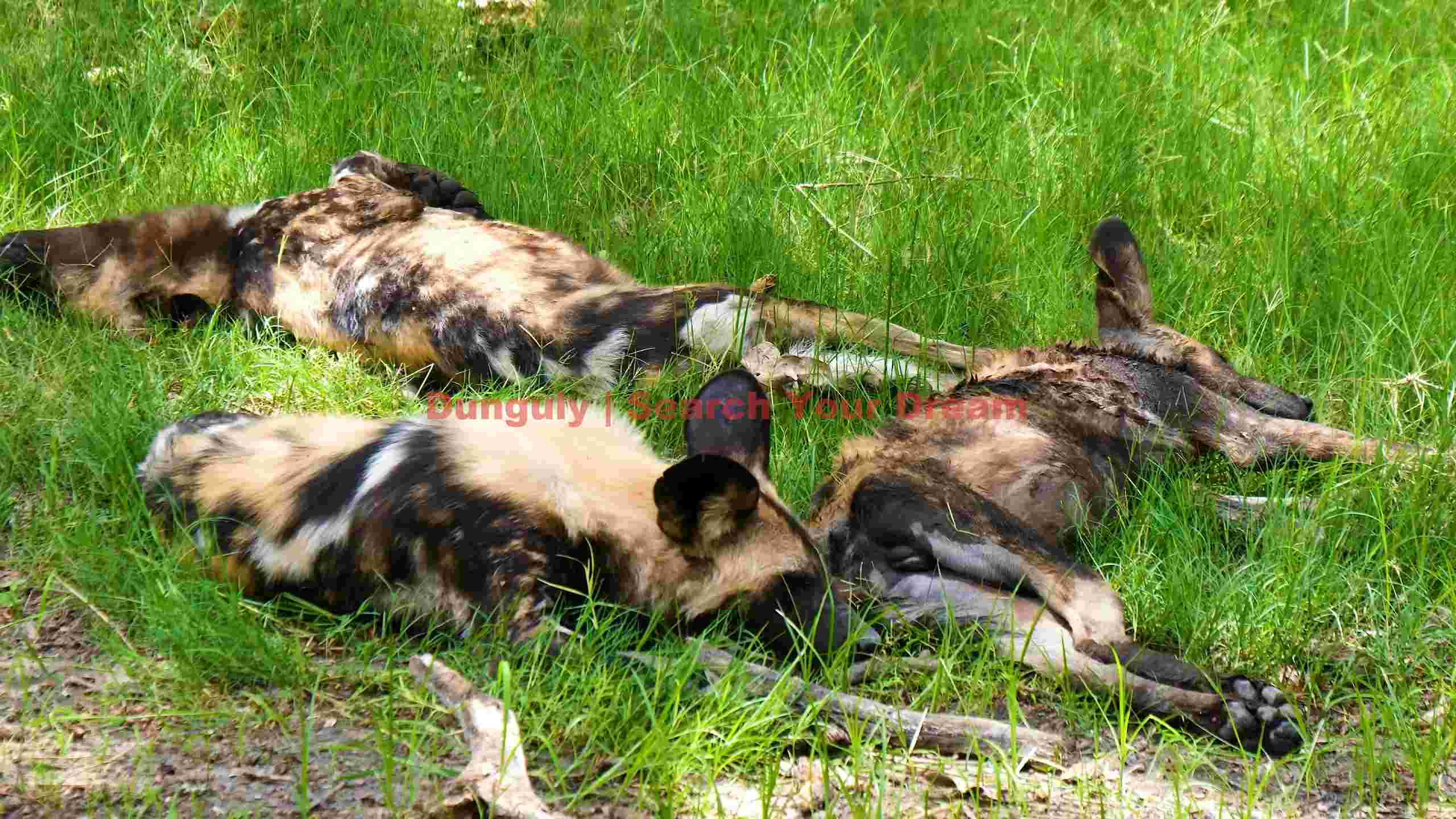 peaceful siesta of african wild dogs peaceful siesta of african wild dogs
