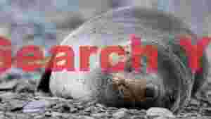 peaceful sleep of a fur seal pup