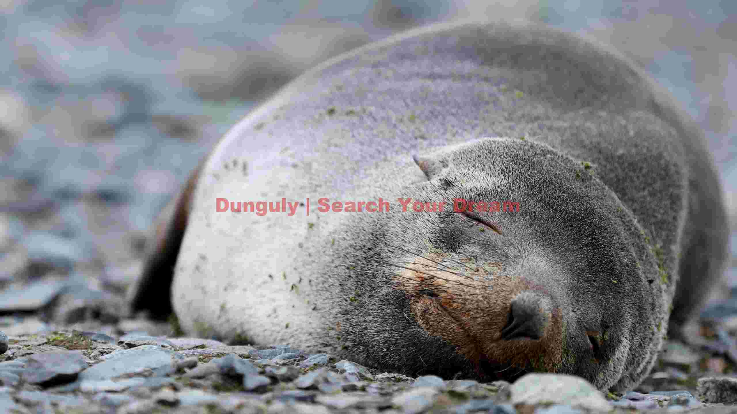 peaceful sleep of a fur seal pup peaceful sleep of a fur seal pup