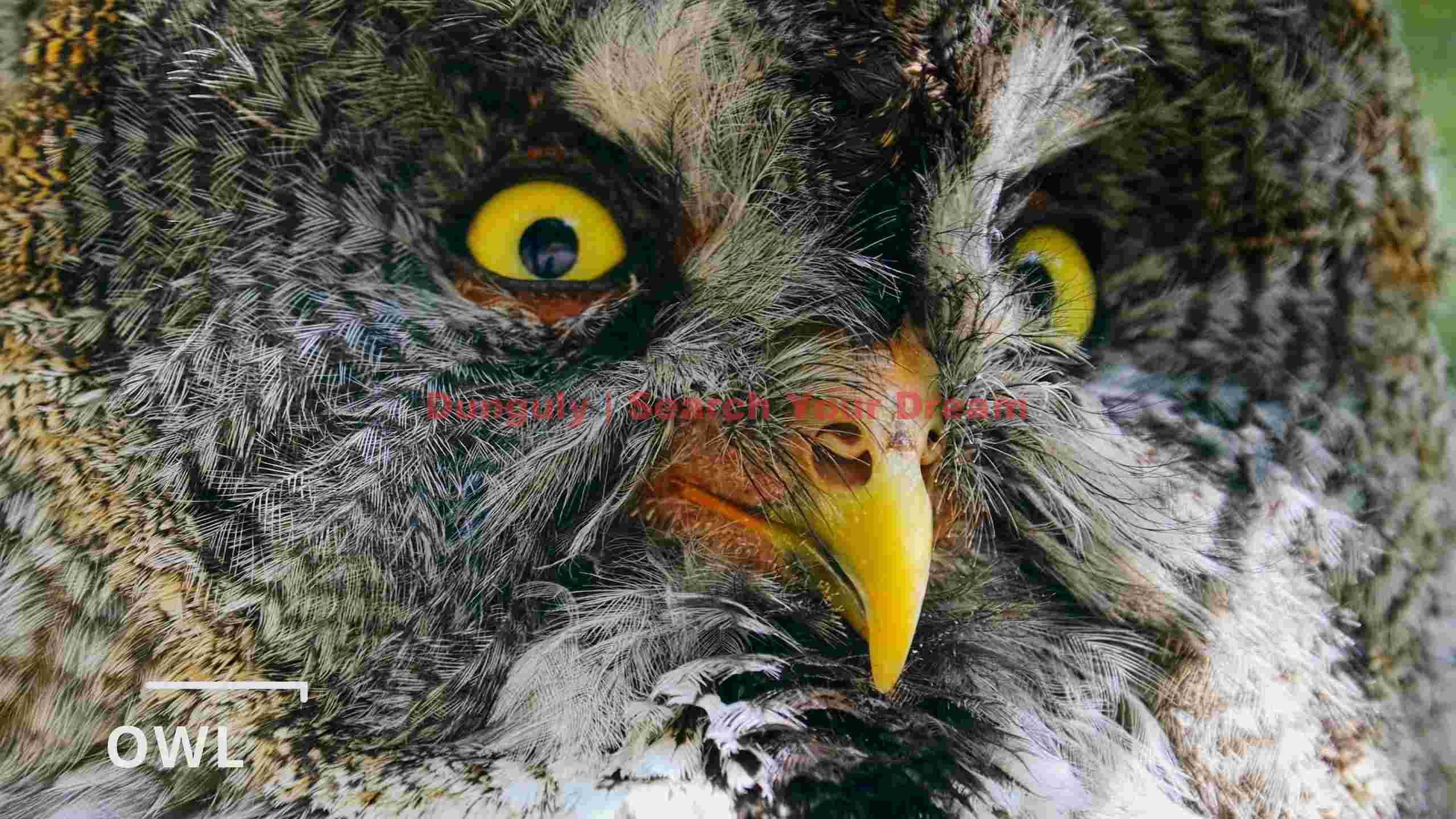 piercing yellow eyes of a majestic owl piercing yellow eyes of a majestic owl