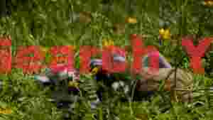 playful baby lemurs in a meadow of wildflowers