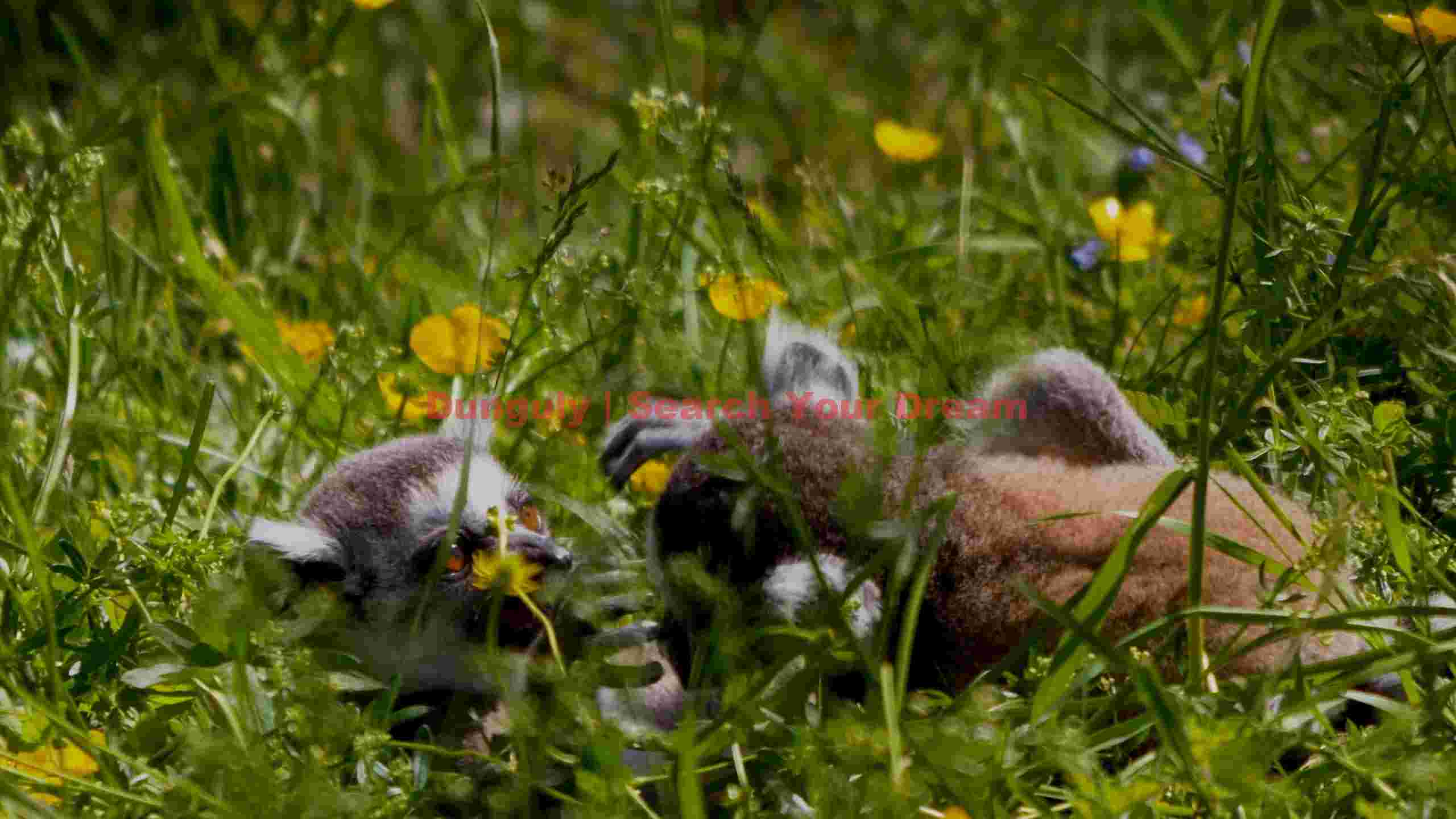 playful baby lemurs in a meadow of wildflowers playful baby lemurs in a meadow of wildflowers