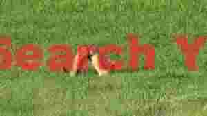 playful encounter ferrets in green field