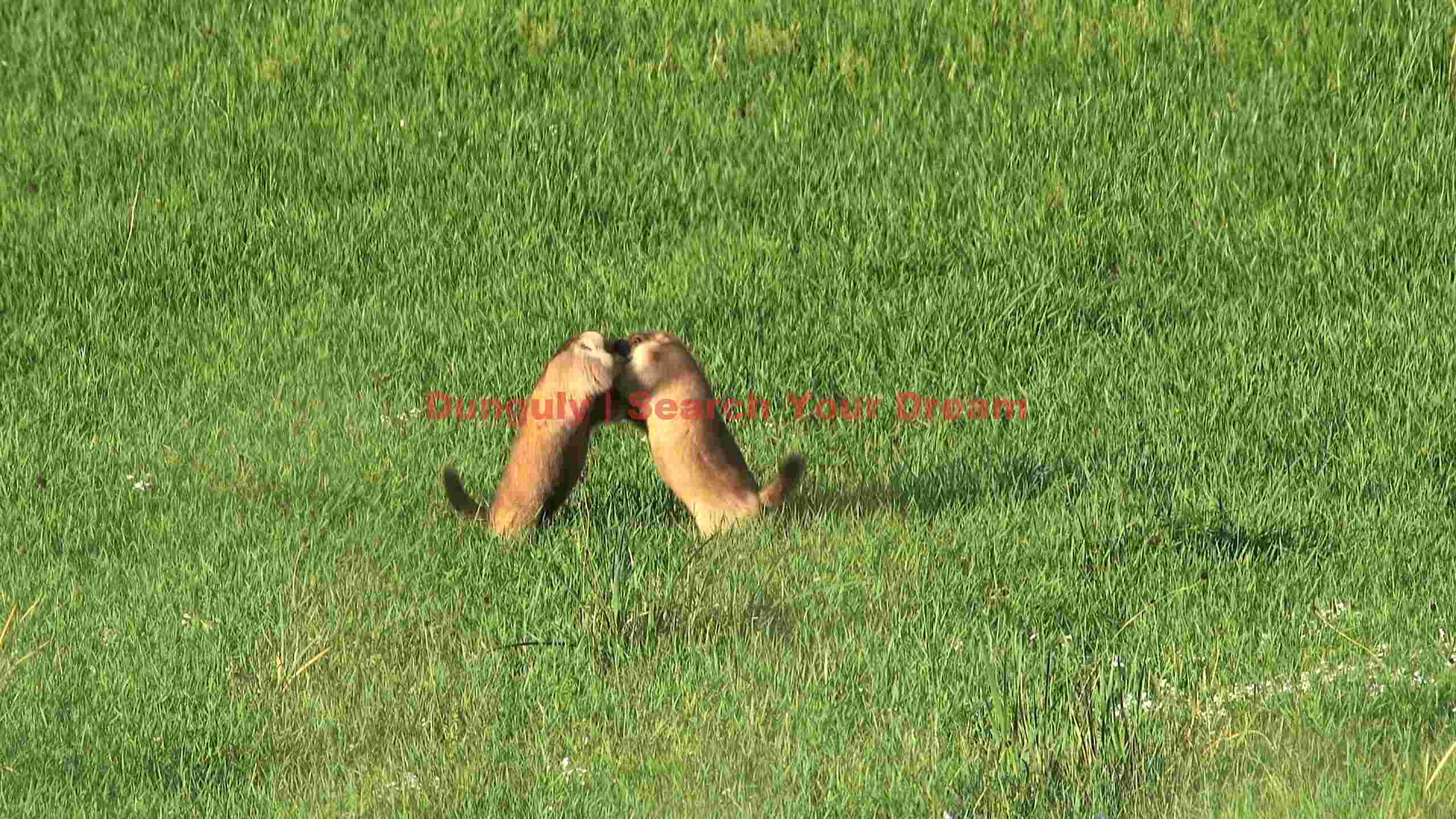 playful encounter ferrets in green field playful encounter ferrets in green field