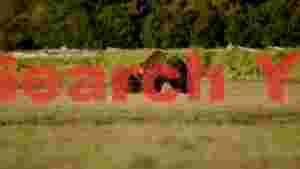 At Home playful grizzlies in the sunlit meadow