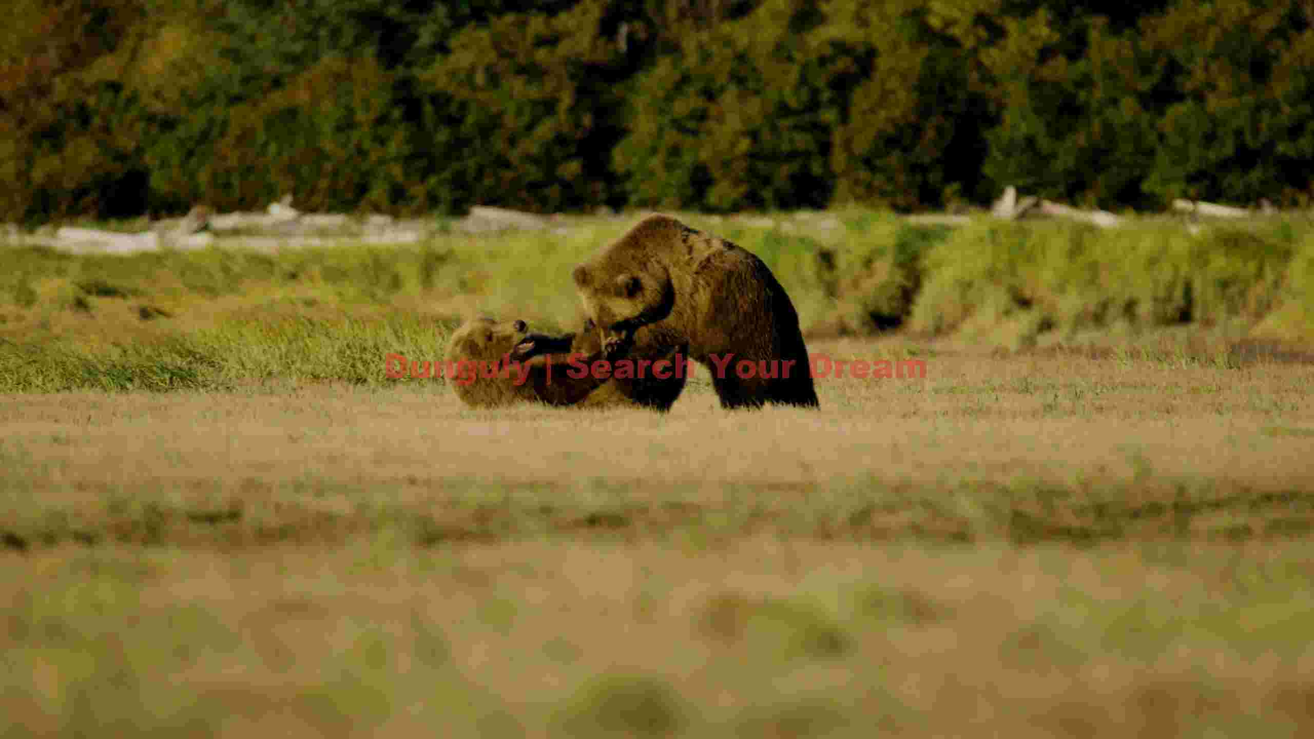 playful grizzly bears in a sunlit meadow playful grizzly bears in a sunlit meadow
