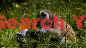 playful lemur pups in sunny meadow