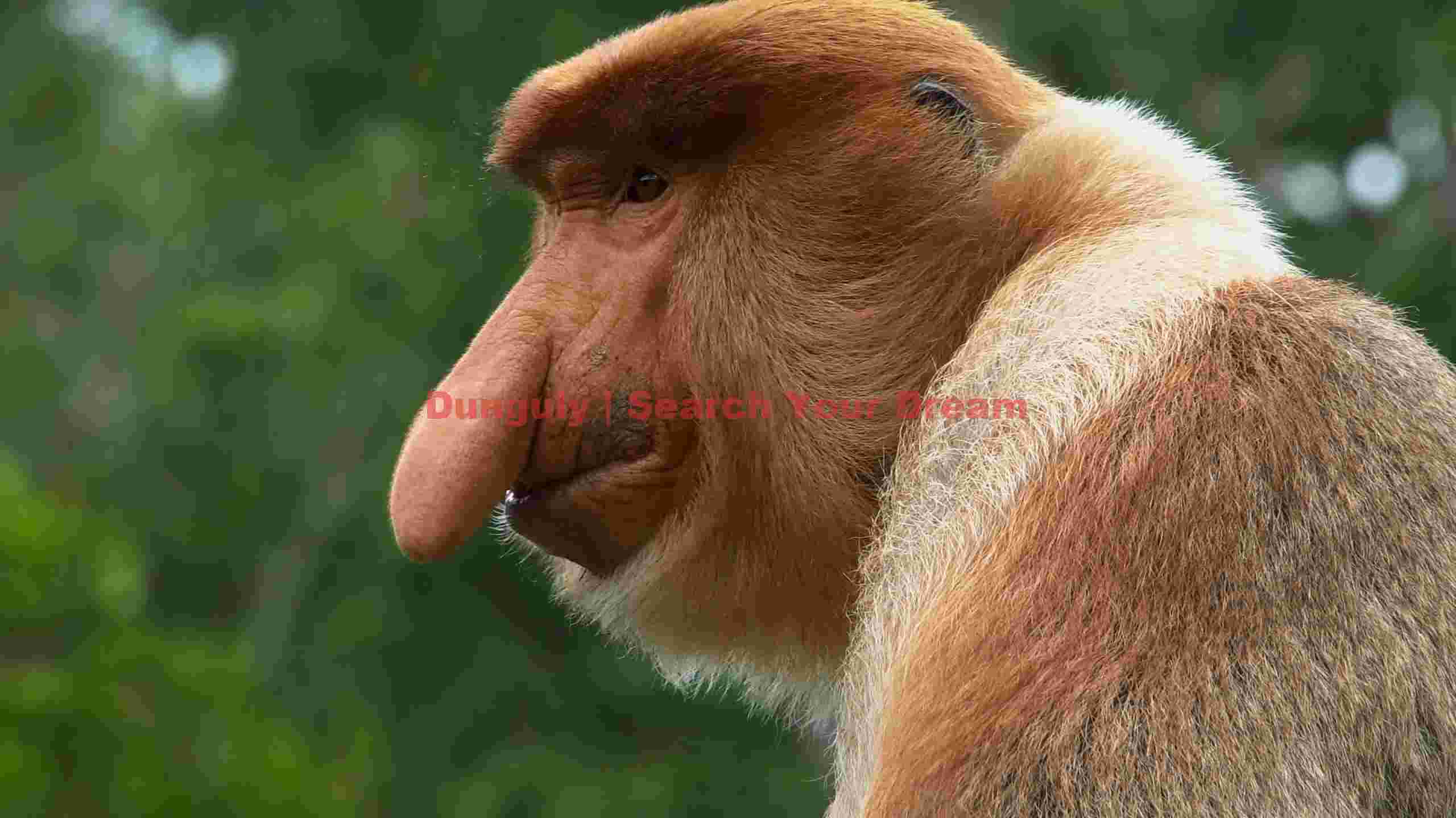 proboscis monkey profile portrait proboscis monkey profile portrait