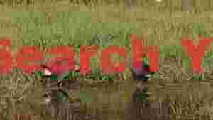 purple swamphens in tranquil green marsh