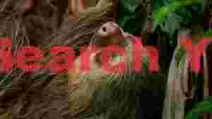rainforest sloths gentle gaze