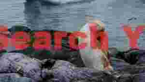 rare leucistic penguin preening on antarctic rocks
