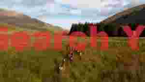 red deer herd galloping through scottish valley