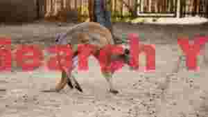 red kangaroo in dynamic stretch pose