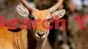 regal antelope gaze