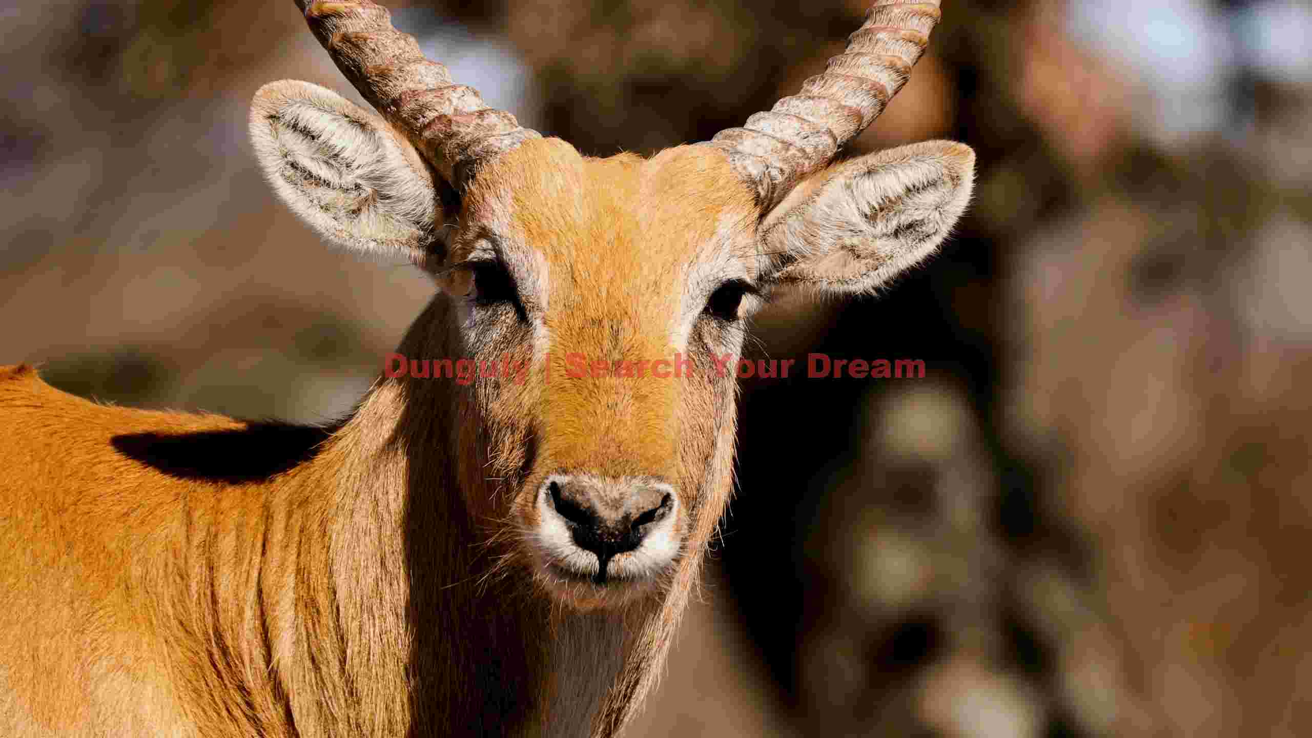 regal antelope gaze regal antelope gaze