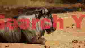 resting wildebeest in golden light
