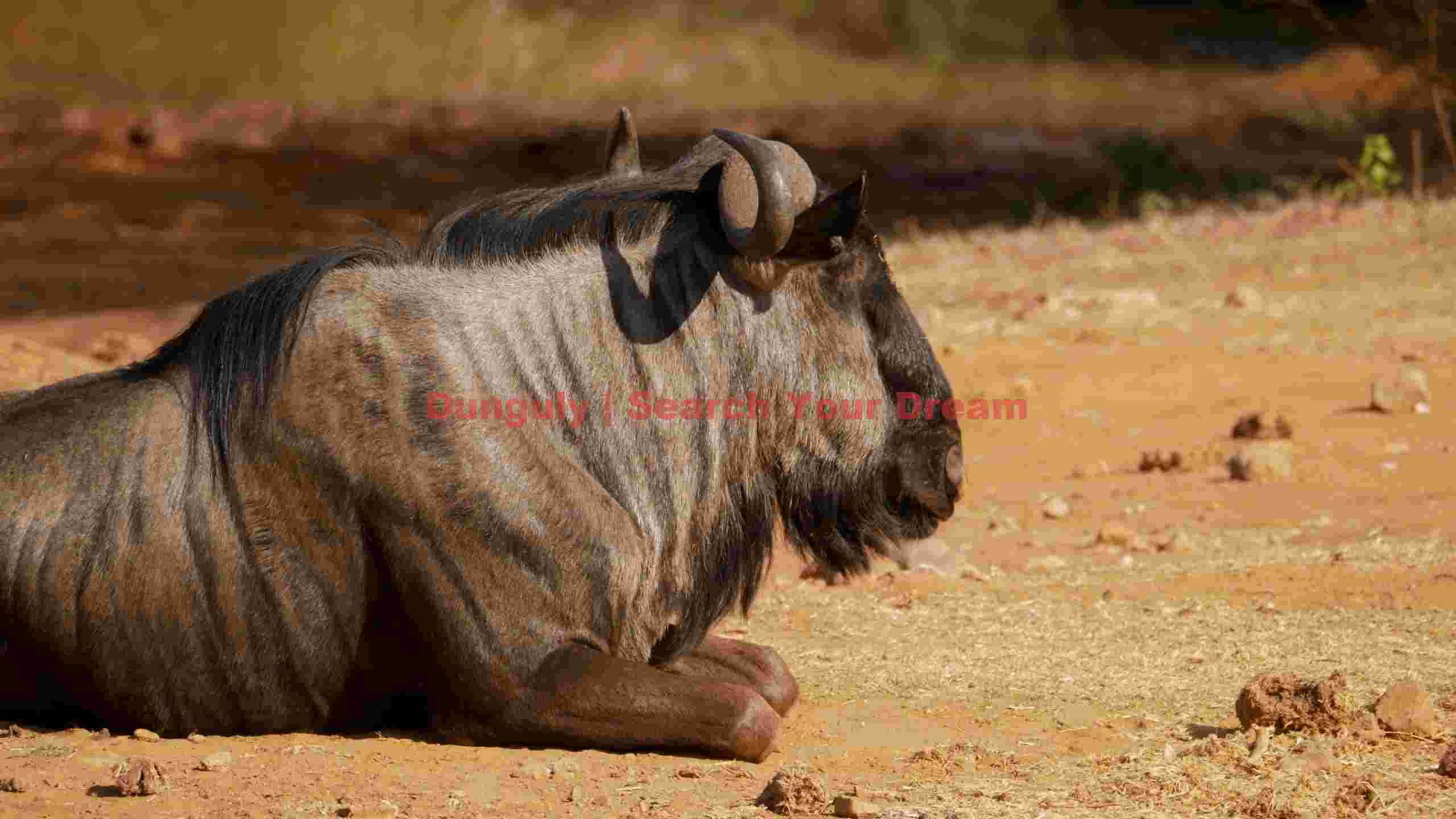 resting wildebeest in golden light resting wildebeest in golden light