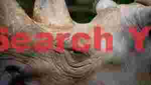 rhino gaze textured horn and eye close up