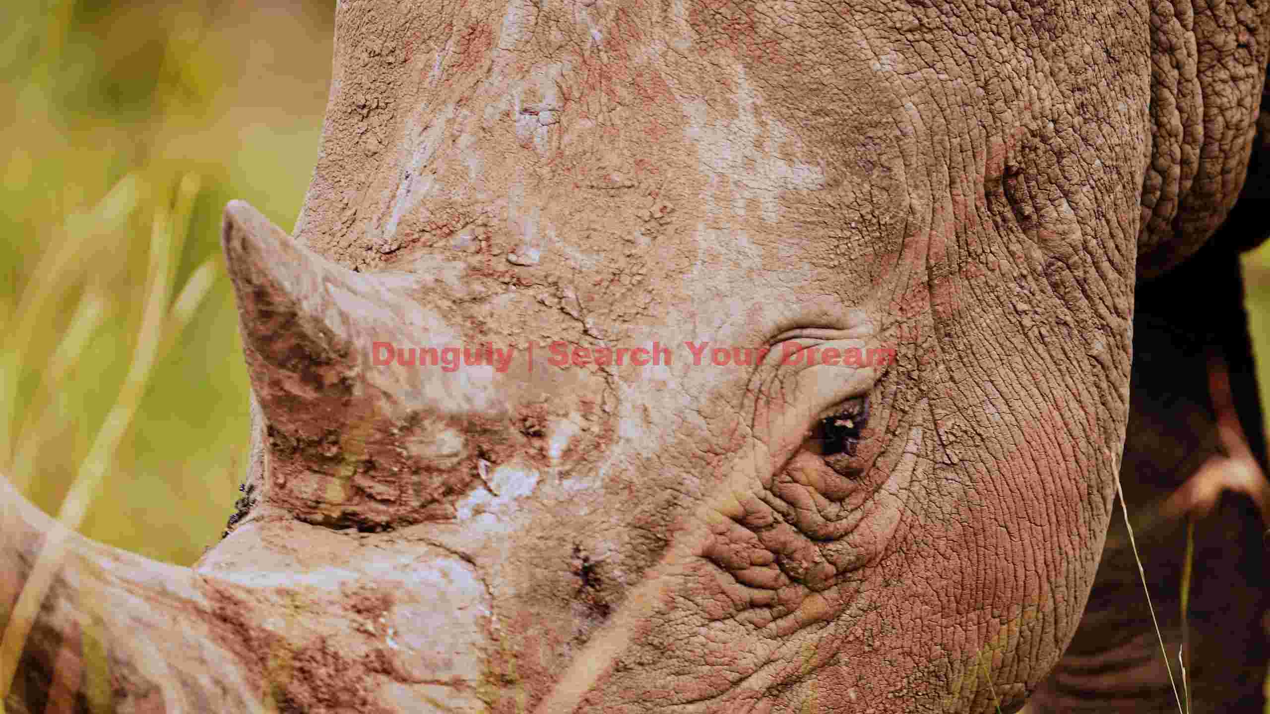 rhinos gaze a portrait of strength rhinos gaze a portrait of strength