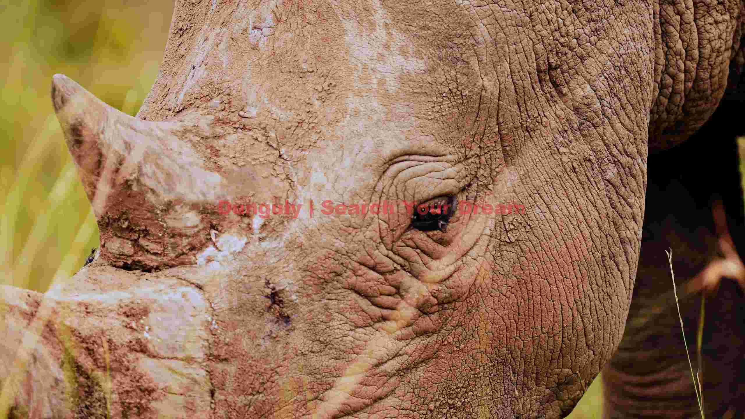 rugged beauty close up of a wild rhinoceros rugged beauty close up of a wild rhinoceros