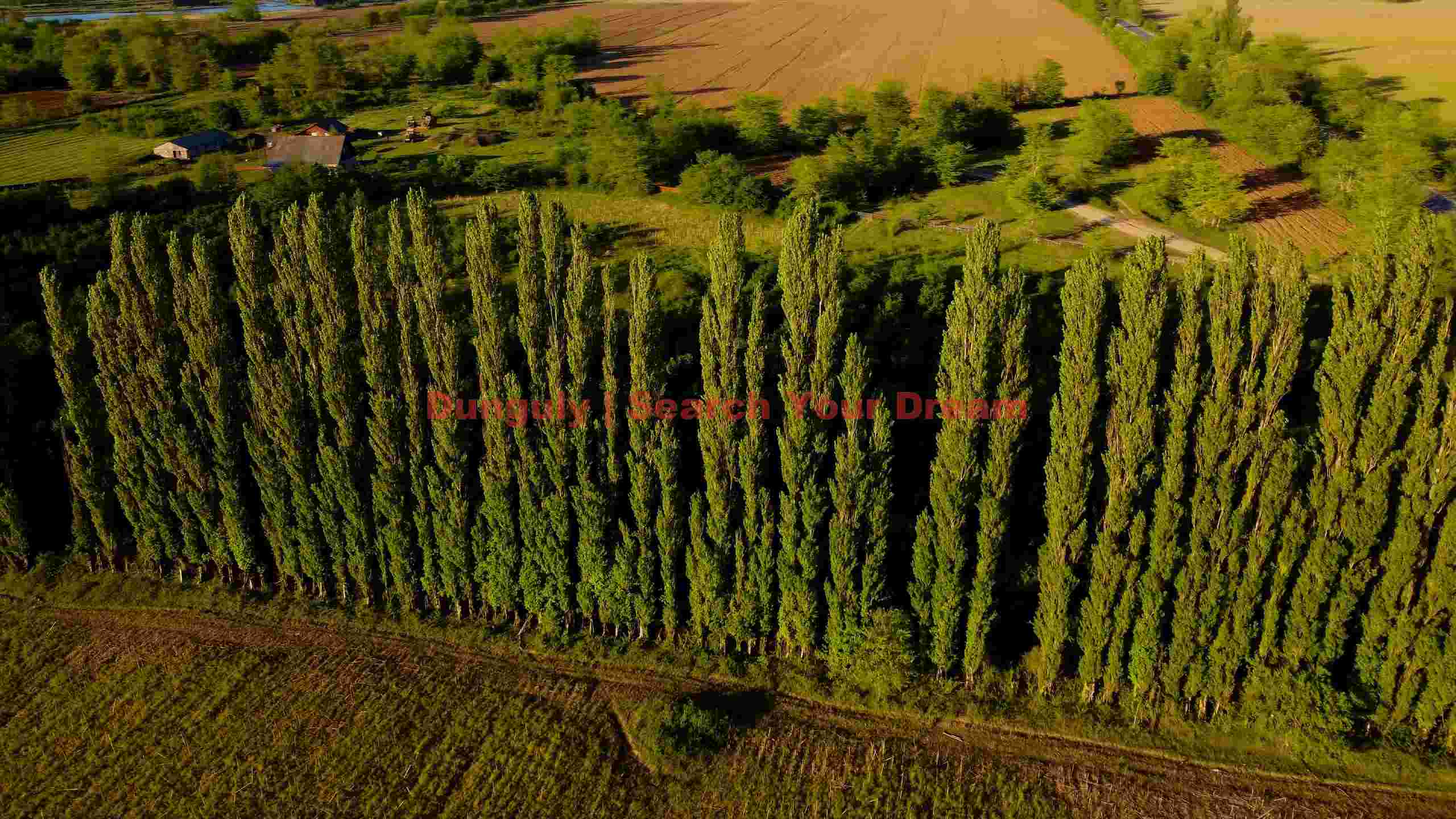 rural serenity poplar lined farmland rural serenity poplar lined farmland