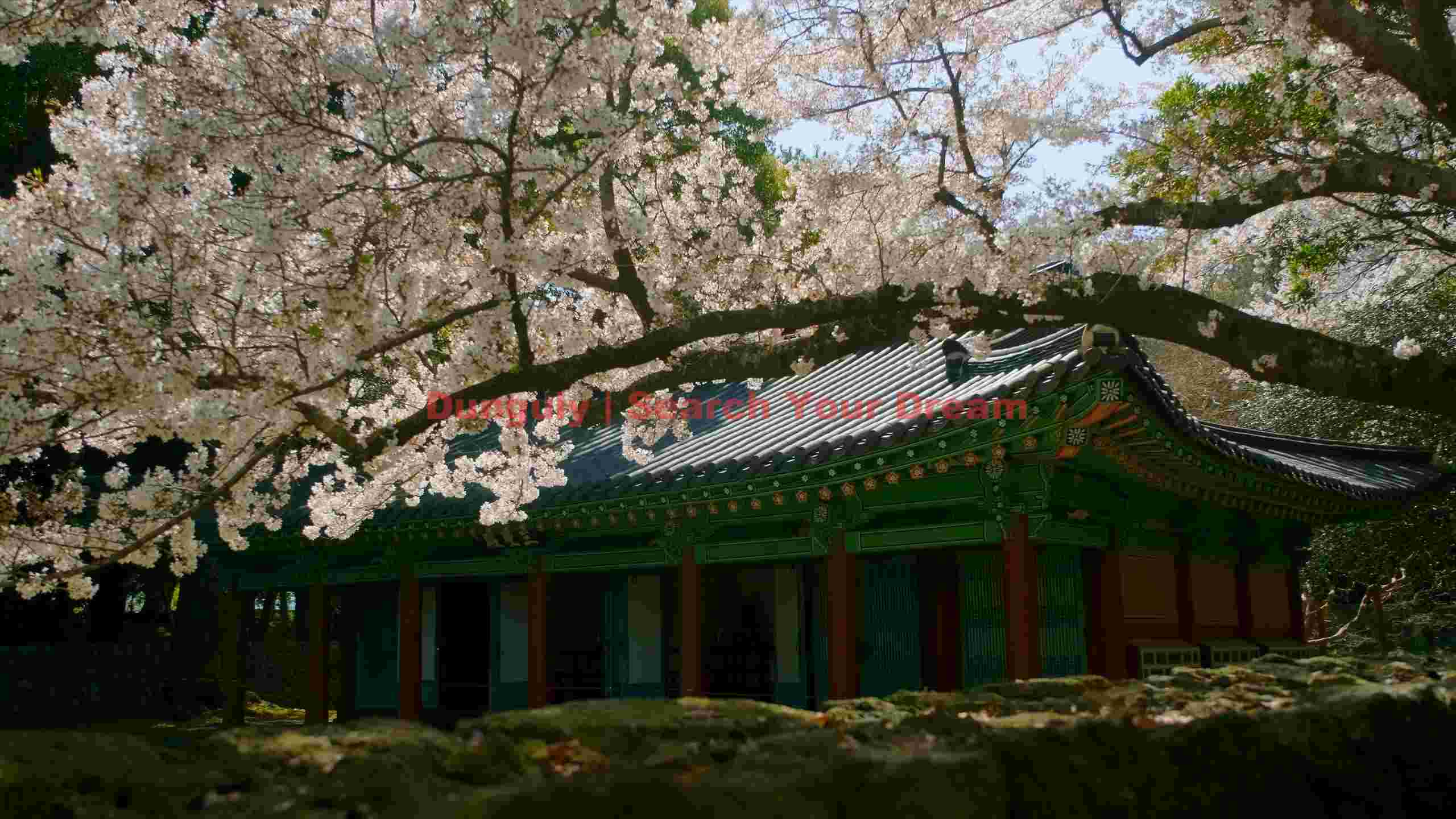 sakura embrace ancient temple in spring sakura embrace ancient temple in spring