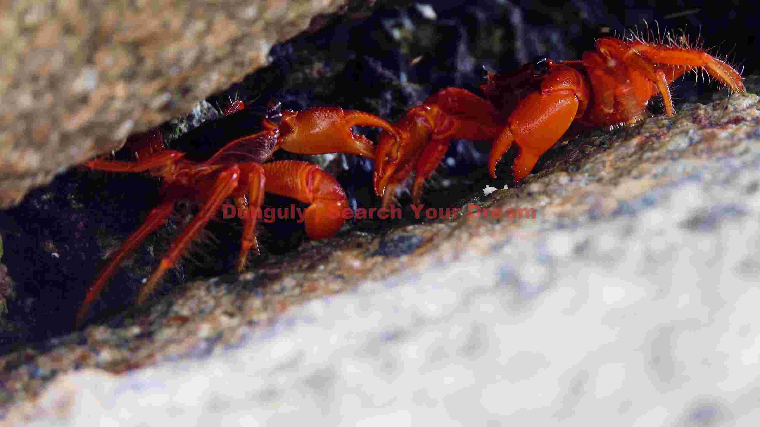 scarlet crabs in rocky hideaway scarlet crabs in rocky hideaway